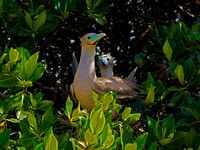 Red Footed Boobie nesting pair