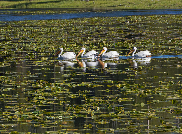 White Pelicans. Grand Teton National Park 2013