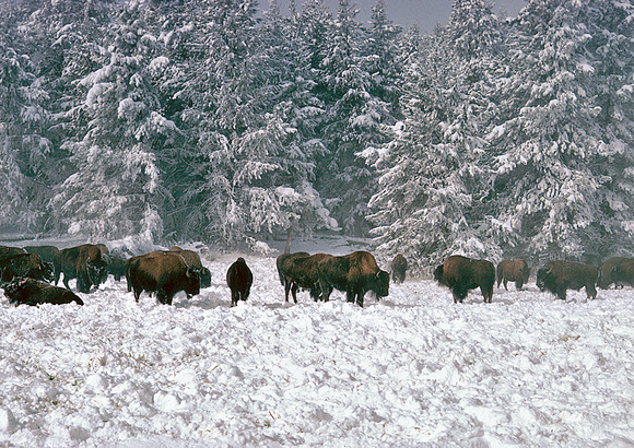 Buffalo Herd in Snow. Yellowstone National Park, 1978