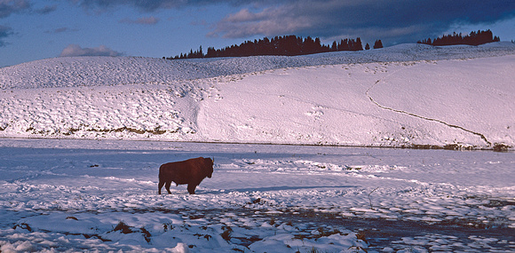 Lone Buffalo, Yellowstone National Park, 1978