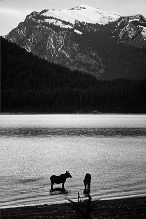 Moose in Jackson Lake, 1978