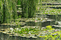 Water Lillies. Monet's Garden, France