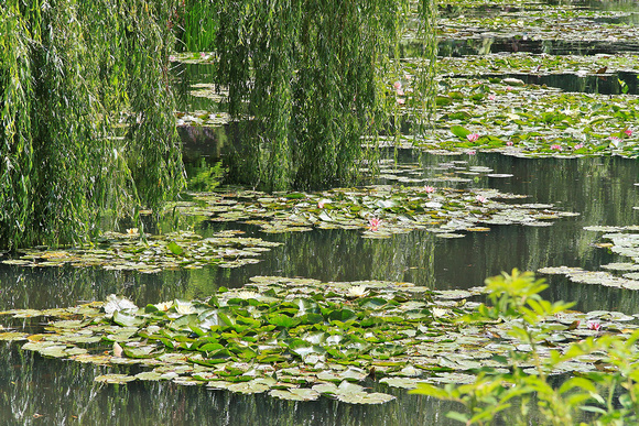 Water Lillies. Monet's Garden, France