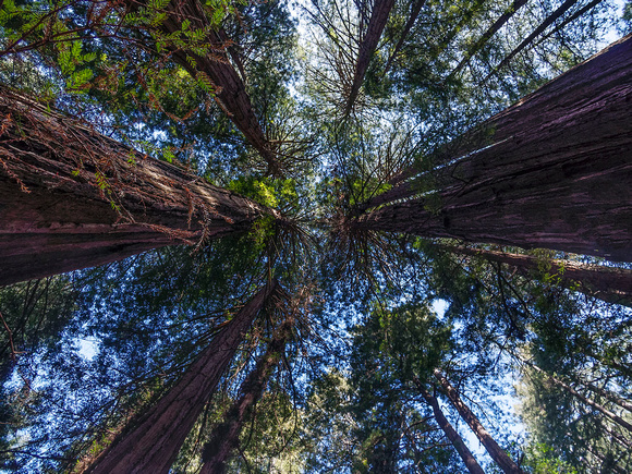 Redwood Canopy, Muir Woods