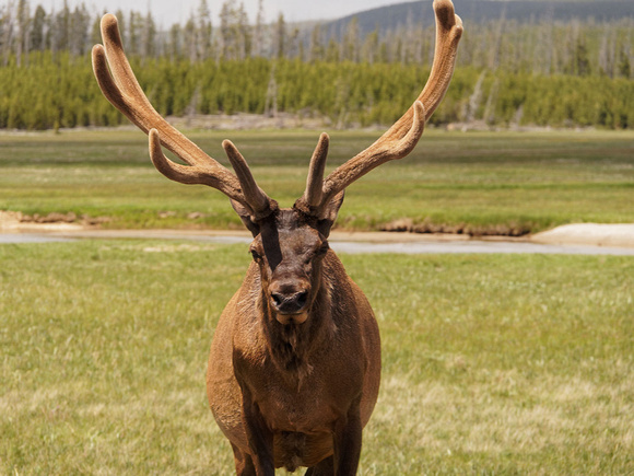 Elk. Yellowstone National Park 2013