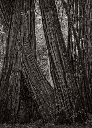 Redwoods, Muir Woods