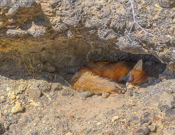 Red Fox, asleep in its den.