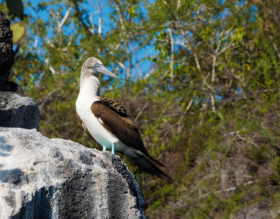 Blue Footed Boobie