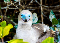 Red Footed Boobie Chick
