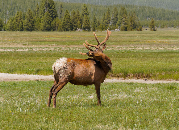 Elk. Yellowstone National Park 2013