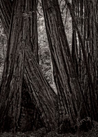 Redwoods. Muir Woods.