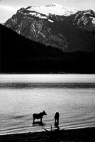 Moose in Jackson Lake.