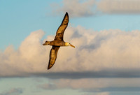 Albatross in Flight. Galapagos Islands