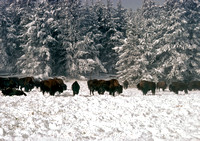 Buffalo Herd. Yellowstone National Park.