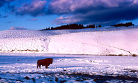 Lone Buffalo. Yellowstone National Park