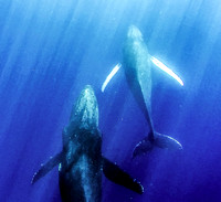 Female Humpback Whale and Calf: Hawaiian Islands