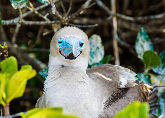 Red-Footed Boobie Chick: Galapagos