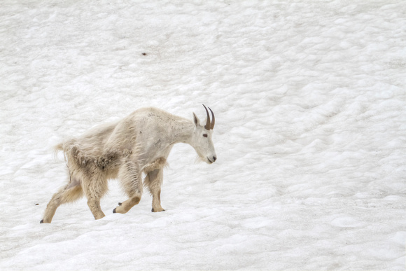 Rocky Mountain Goat: Glacier National Park