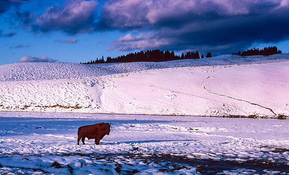 Lone Buffalo at Sunset: Yellowstone NP