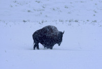 Lone Buffalo in Snow: Yellowstone NP