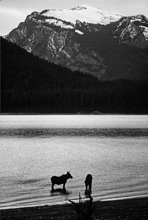 Female Moose & Calf: Jackson Lake, WY