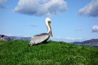 Brown Pelican: Chrissy Field, GGNRA, San Francisco