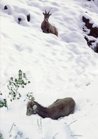 Rocky Mountain Goat & Calf: Rocky Mountain National Park