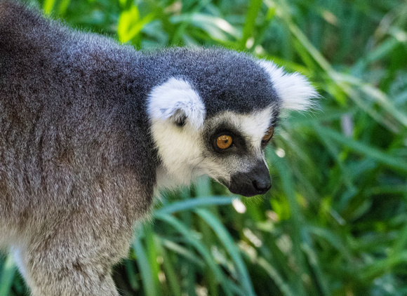 Lemur: San Diego Safari Park