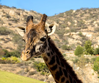 Giraffe: San Diego Safari Park