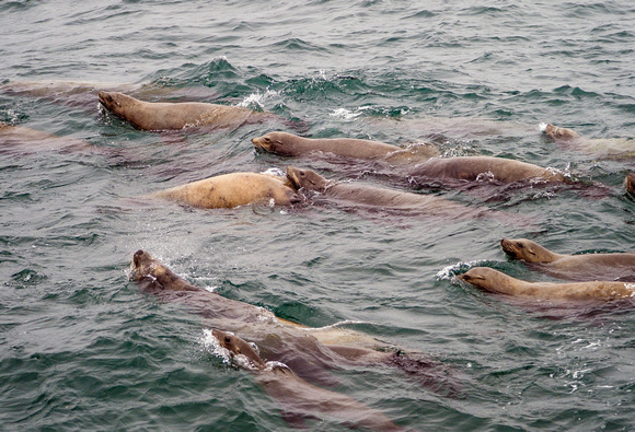 Sea Lions: Monterey Bay