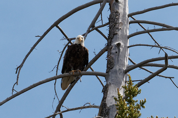 Bald Eagle: Grand Teton National Park