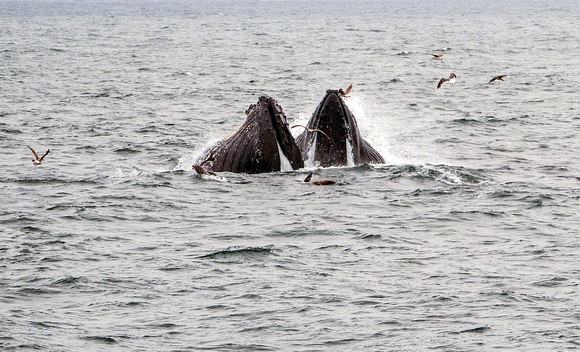 2 Humpback Whales Feeding: Monterey Bay