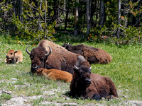 Buffalo: Yellowstone NP