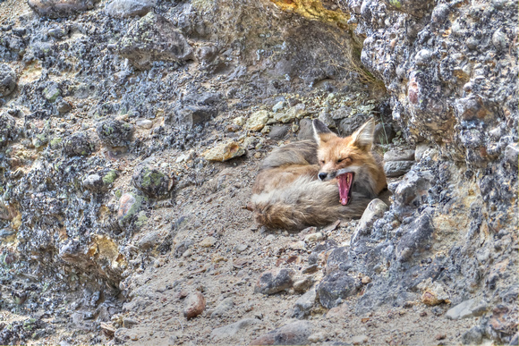 Red Fox in its den: Yellowstone NP