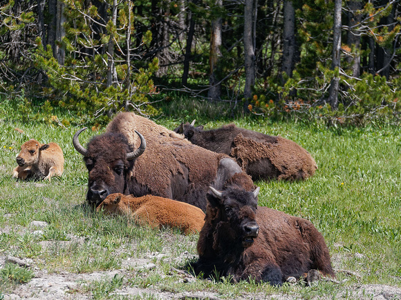 Bison. Yellowstone National Park 2013