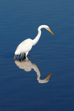 Great Egret at Chrissy Field