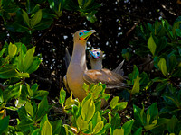 Red-Footed Boobie and Chick. Galapagos Islands
