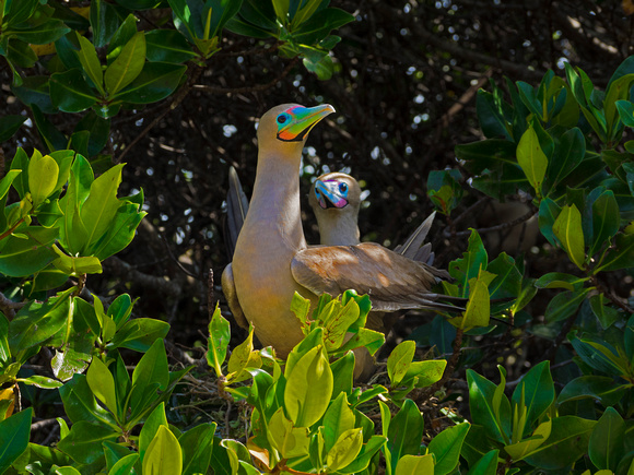 Red-Footed Boobie and Chick. Galapagos Islands