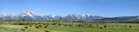 Bison Herd. Grand Teton National Park 2013