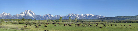 Bison Herd. Grand Teton National Park 2013